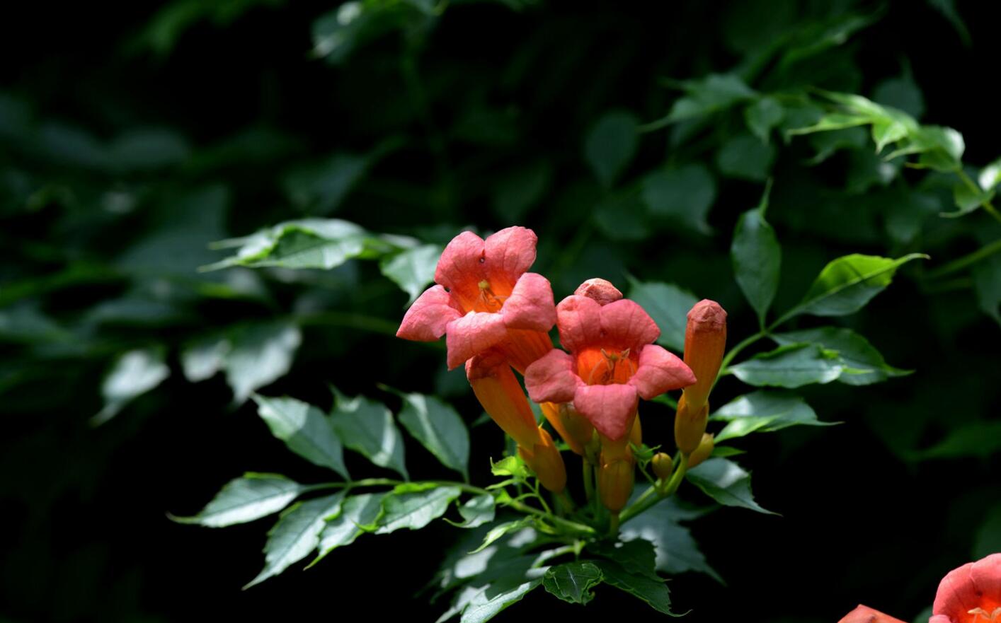 点击大图看下一张：凌霄花的图片