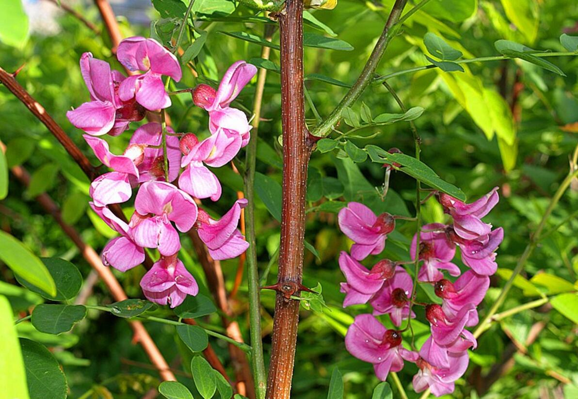 点击大图看下一张：香花槐图片