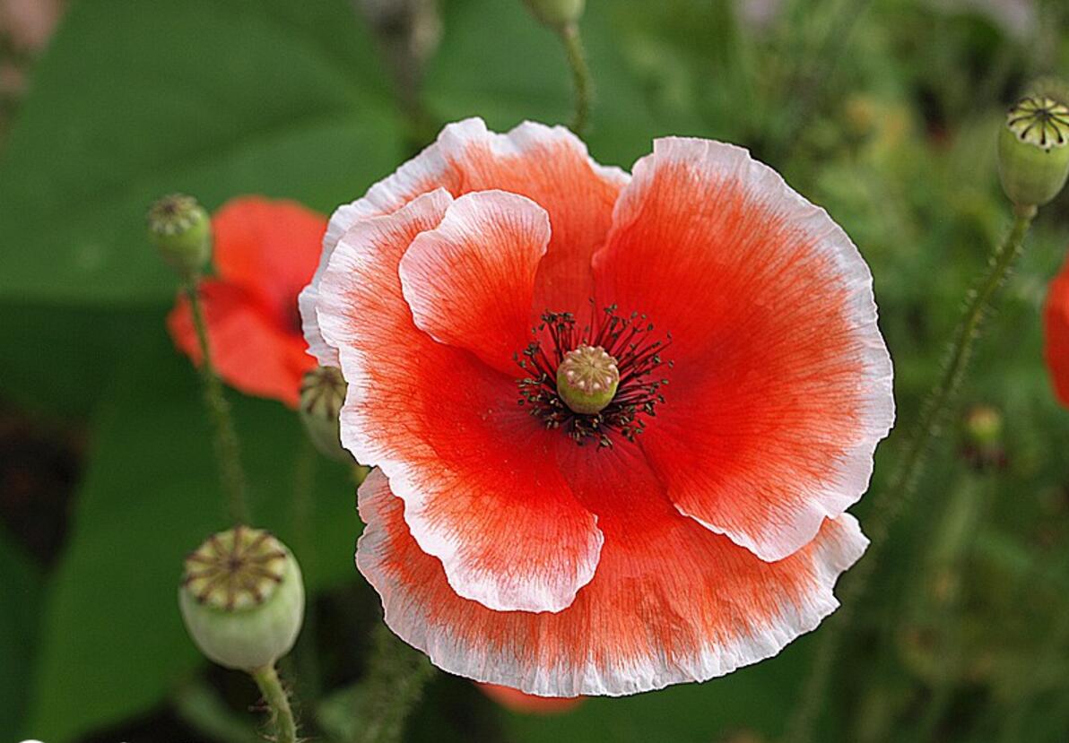 点击大图看下一张：虞美人近距