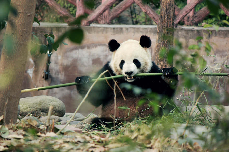 点击大图看下一张：吃货熊猫