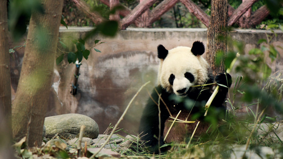 点击大图看下一张：吃货熊猫