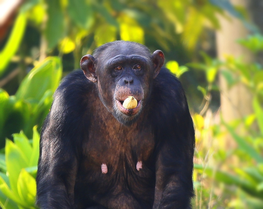 点击大图看下一张：大猩猩在吃香蕉