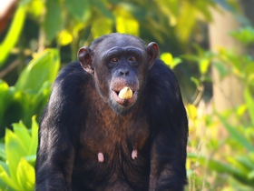 大猩猩在吃香蕉