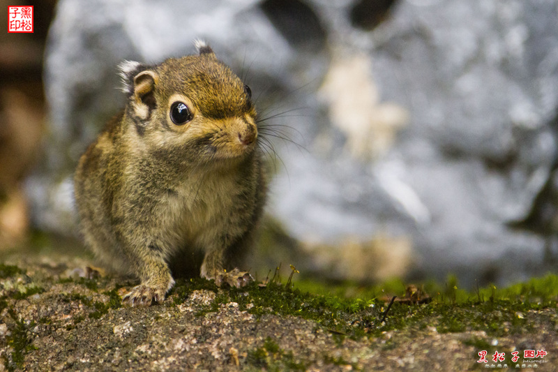 点击大图看下一张：三清山上偶遇呆萌小松鼠