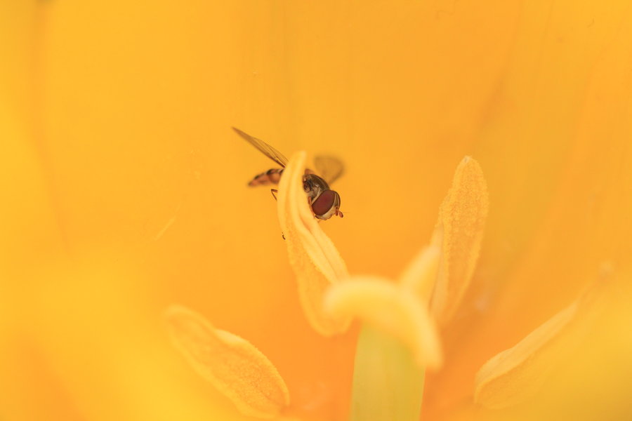 点击大图看下一张：辛勤的蜜蜂幼虫