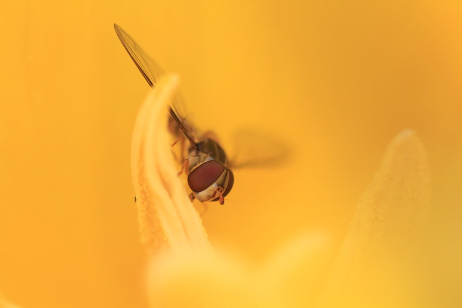点击大图看下一张：辛勤的蜜蜂幼虫