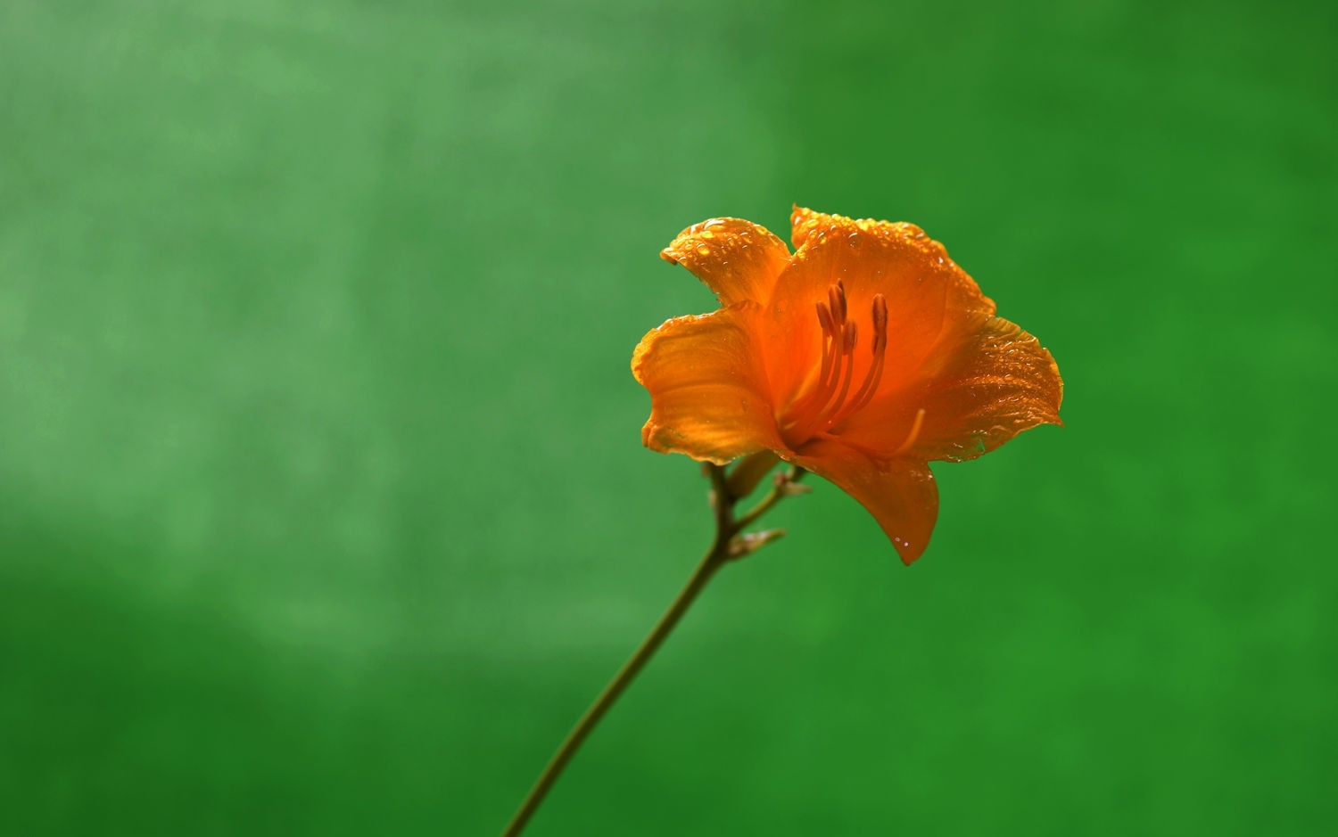 点击大图看下一张：北萱草图片