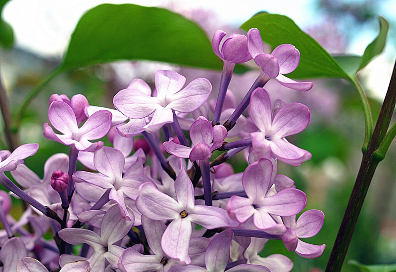 点击大图看下一张：芳香四溢丁香花