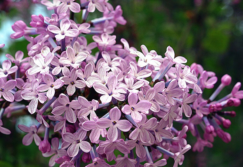 点击大图看下一张：芳香四溢丁香花