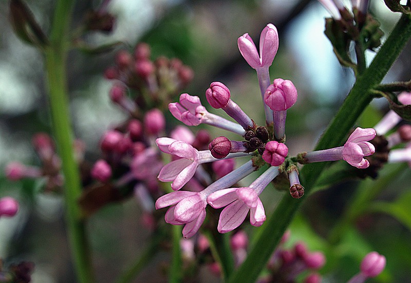点击大图看下一张:芳香四溢丁香花