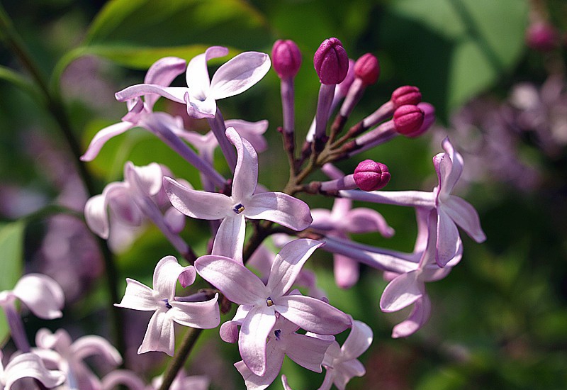 点击大图看下一张:芳香四溢丁香花