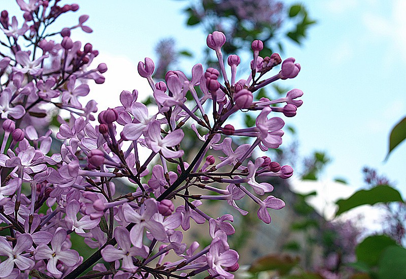 点击大图看下一张:芳香四溢丁香花