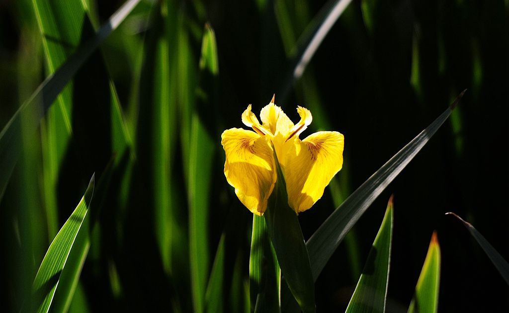 点击大图看下一张：湿地兰花图片
