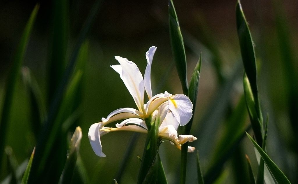 点击大图看下一张：湿地兰花图片