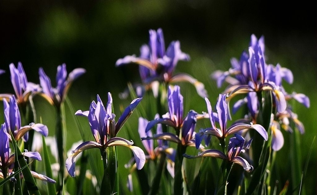 点击大图看下一张：湿地兰花图片