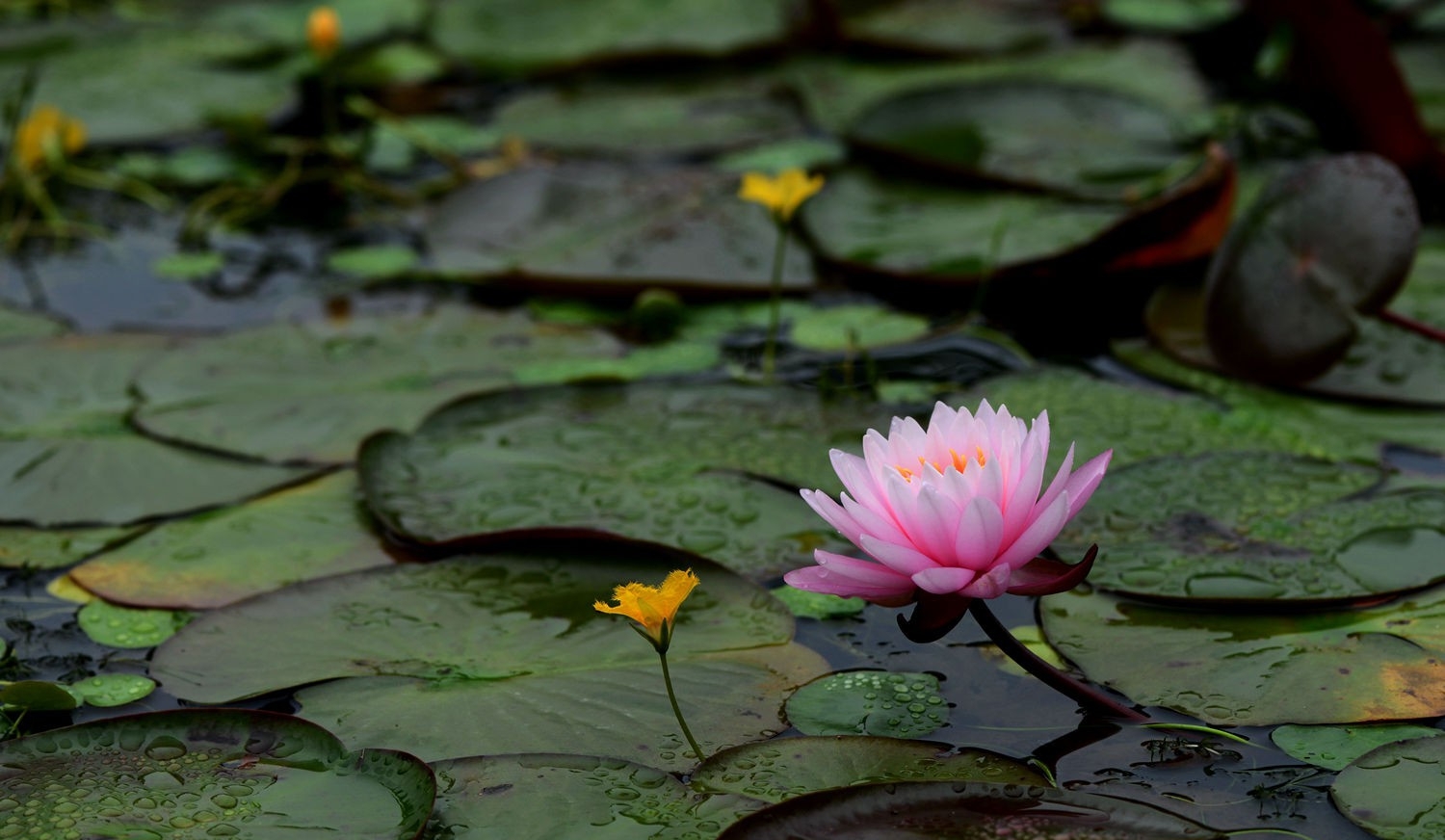 点击大图看下一张：水中皇后睡莲