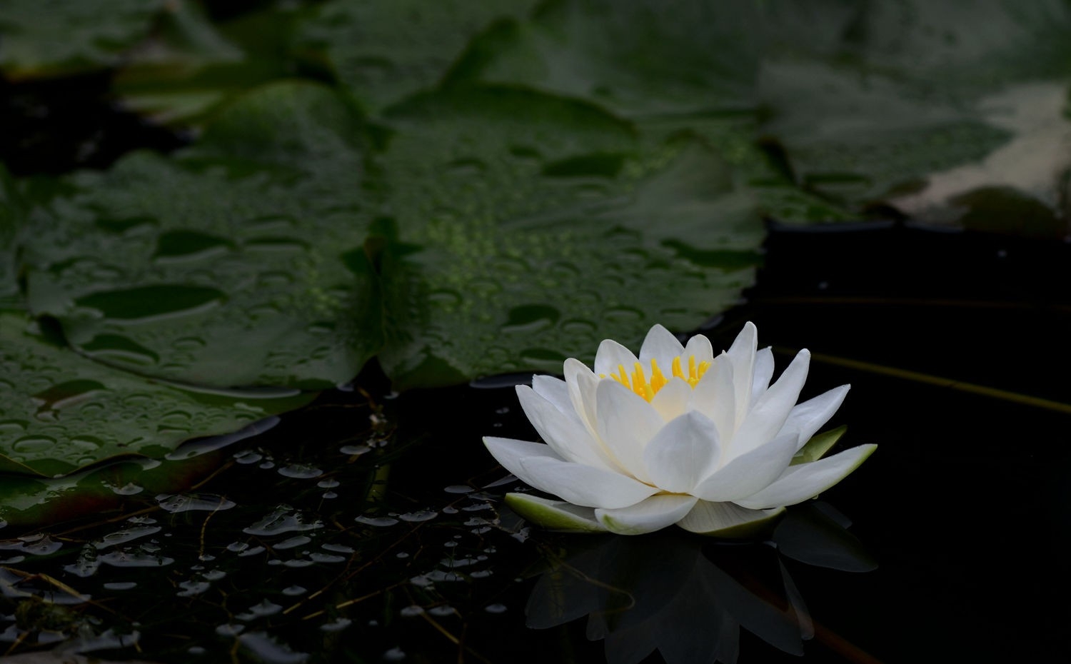 点击大图看下一张：水中皇后睡莲