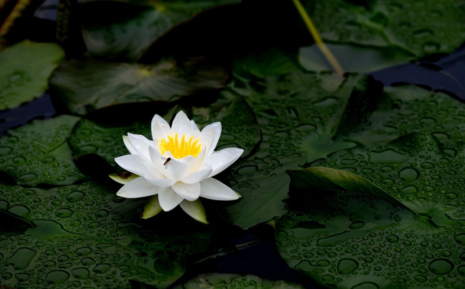 点击大图看下一张：水中皇后睡莲