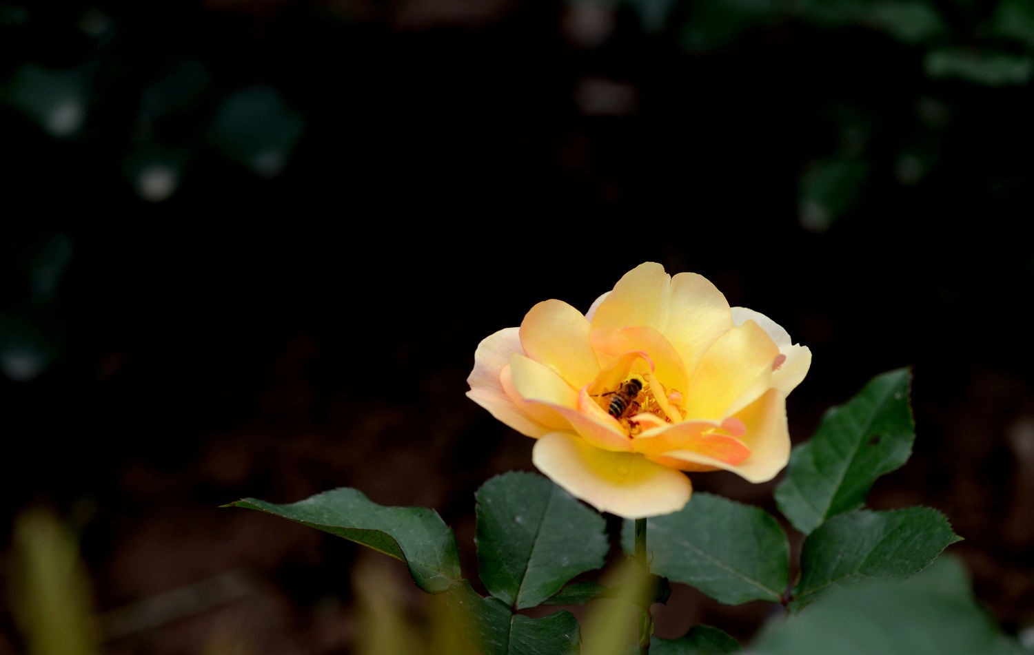 点击大图看下一张：月季花与蜜蜂