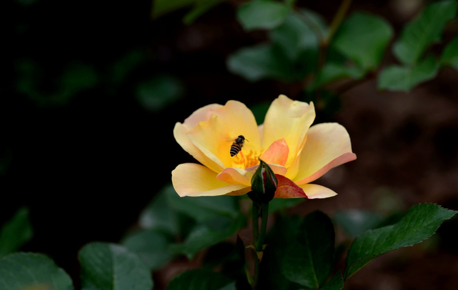 点击大图看下一张：月季花与蜜蜂