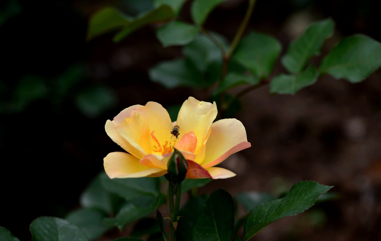 点击大图看下一张：月季花与蜜蜂