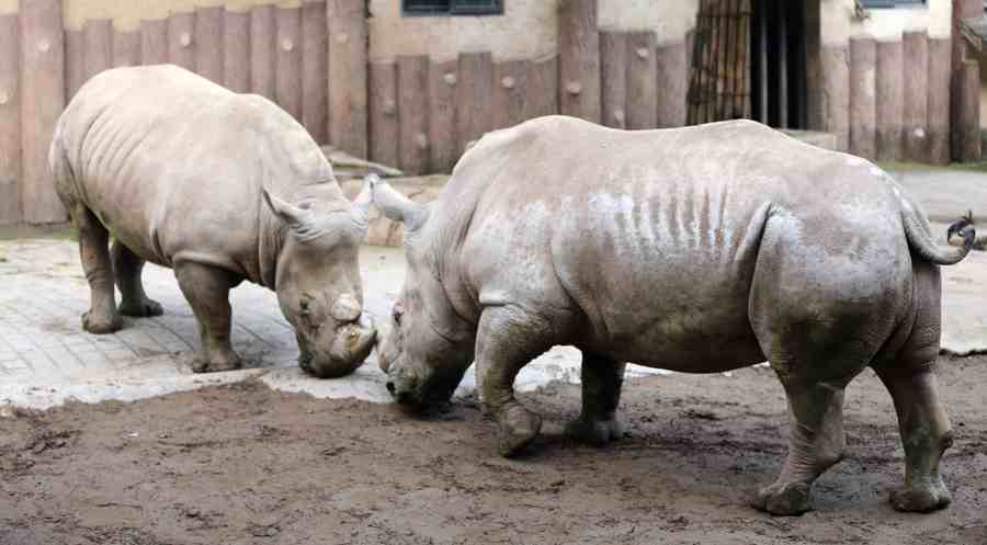 点击大图看下一张：淘气的犀牛
