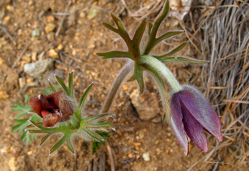 点击大图看下一张：白头翁的图片