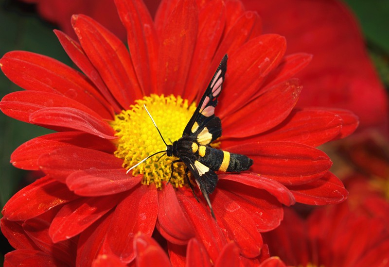 点击大图看下一张：红菊花图片