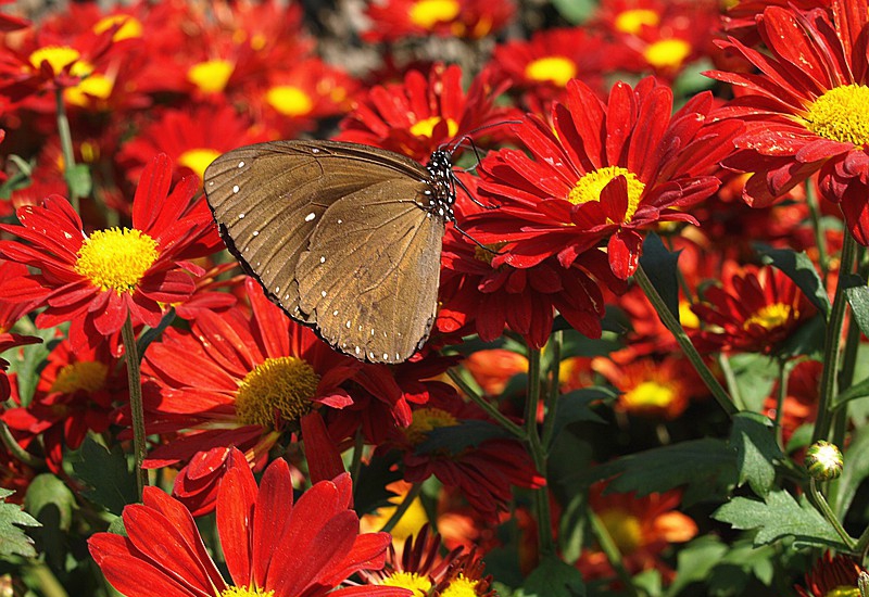 点击大图看下一张：红菊花图片