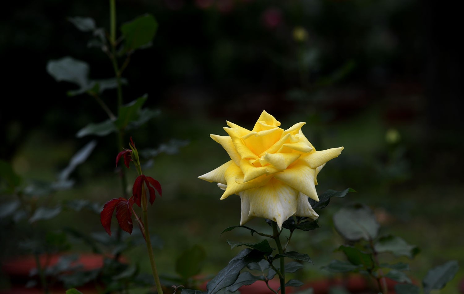 点击大图看下一张：花中的皇后月季花