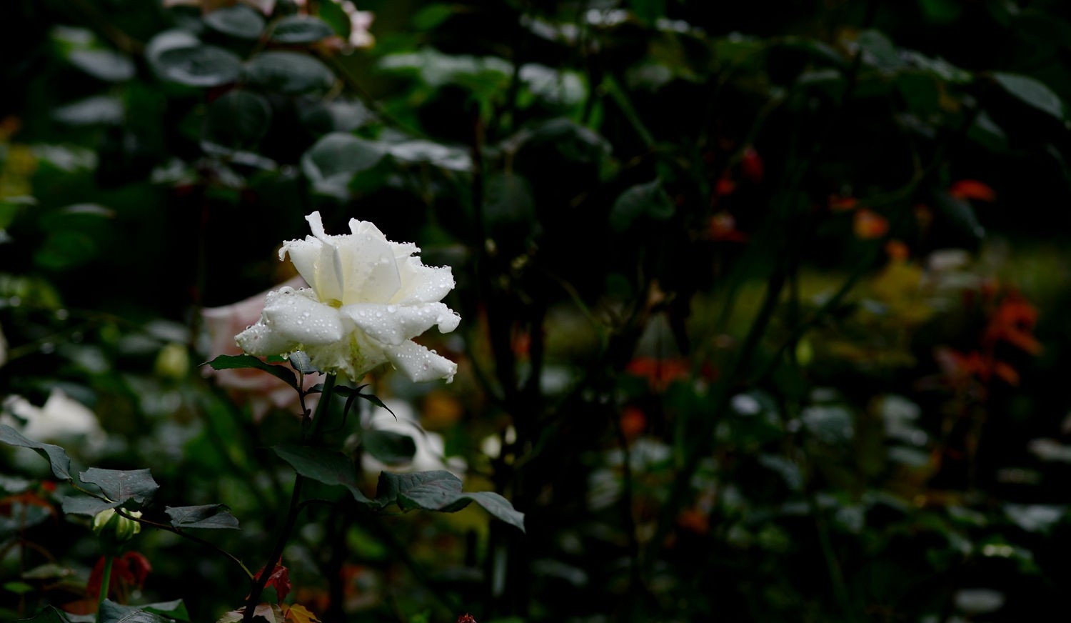 点击大图看下一张：娇艳欲滴月季花