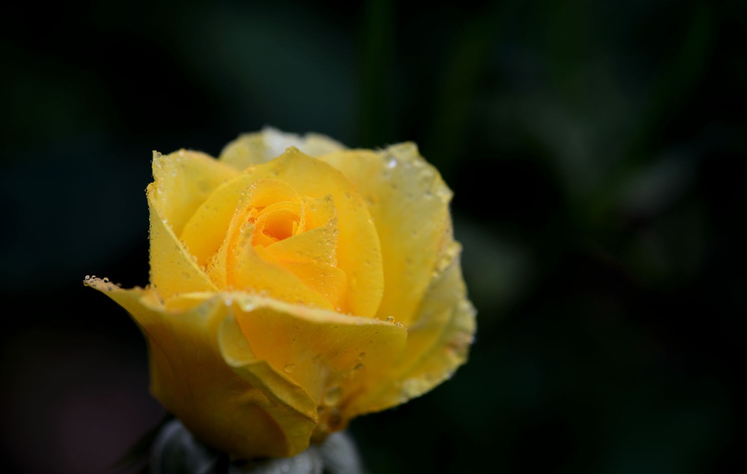 点击大图看下一张：娇艳欲滴月季花