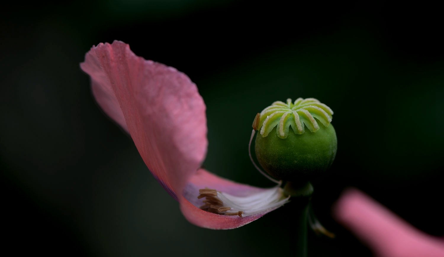 点击大图看下一张：罂粟花蕊图片