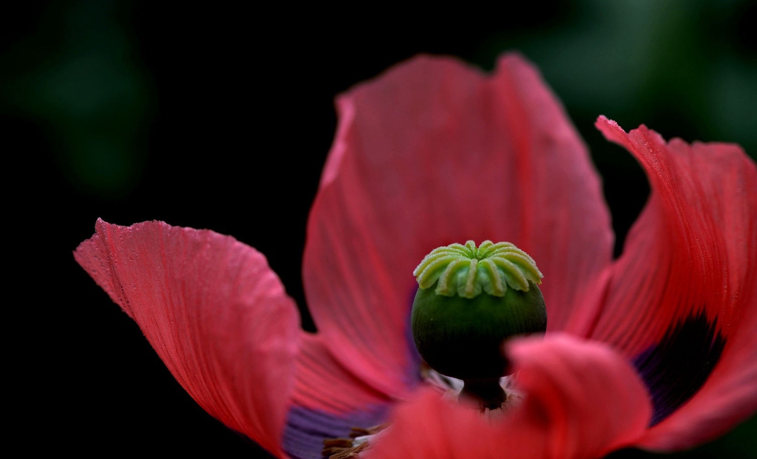 点击大图看下一张：罂粟花蕊图片