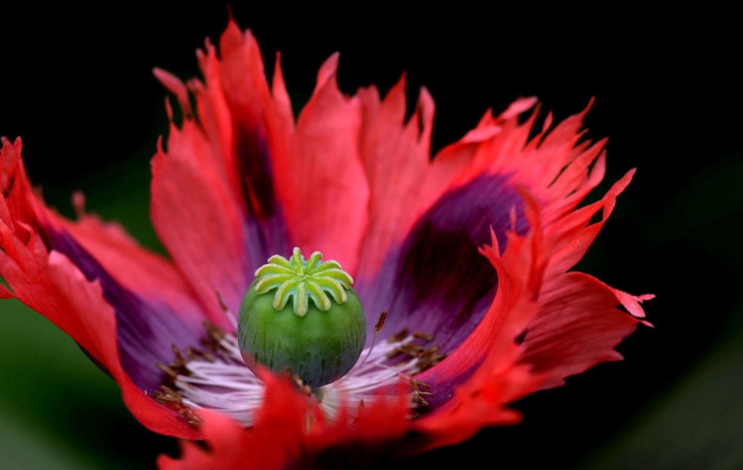 点击大图看下一张：罂粟花蕊图片