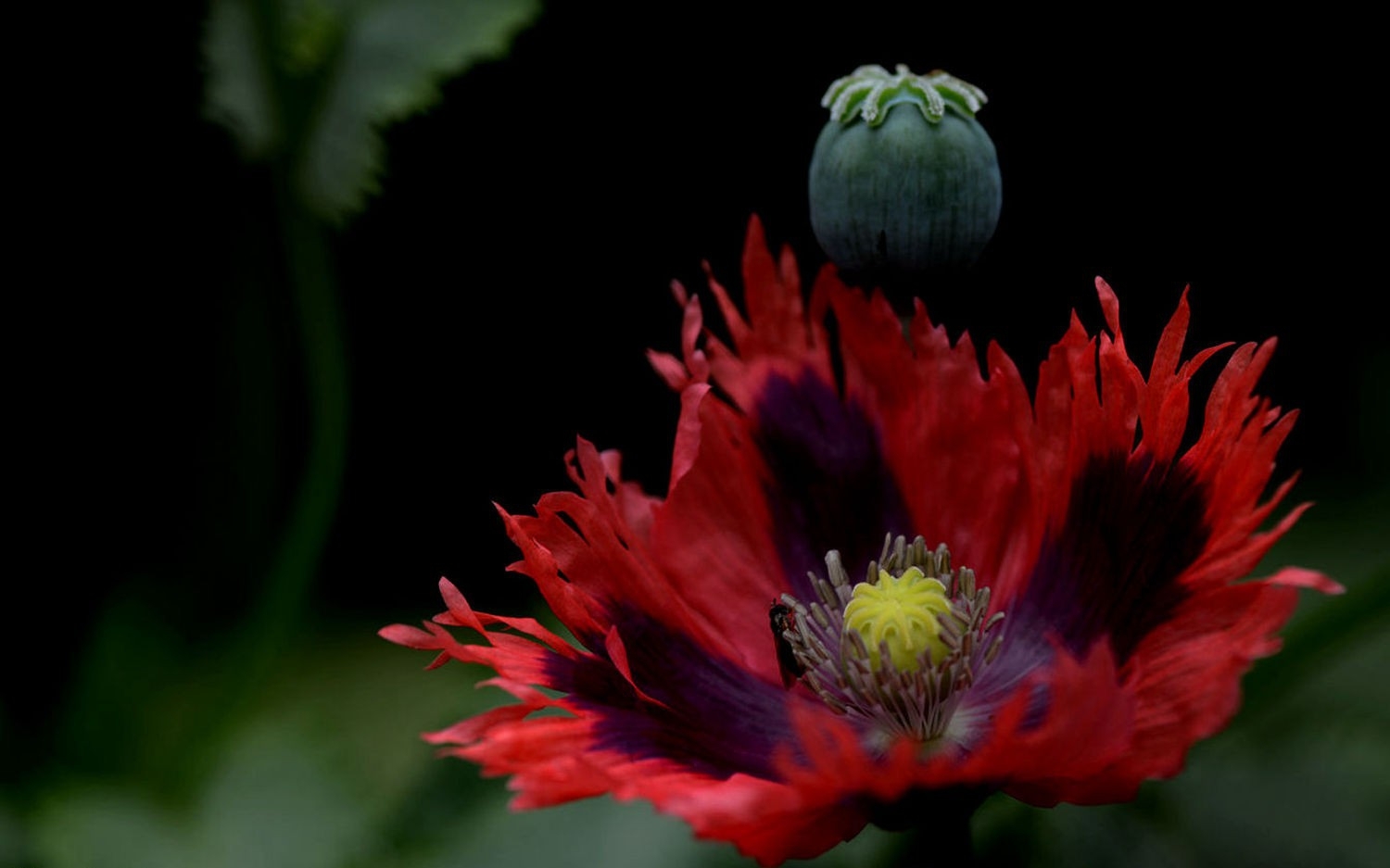 点击大图看下一张：罂粟花蕊图片