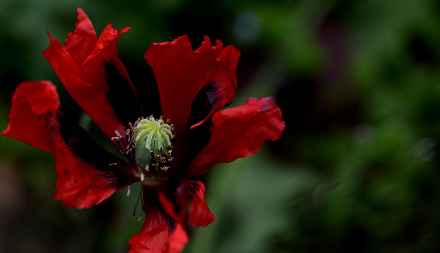点击大图看下一张：罂粟花蕊图片