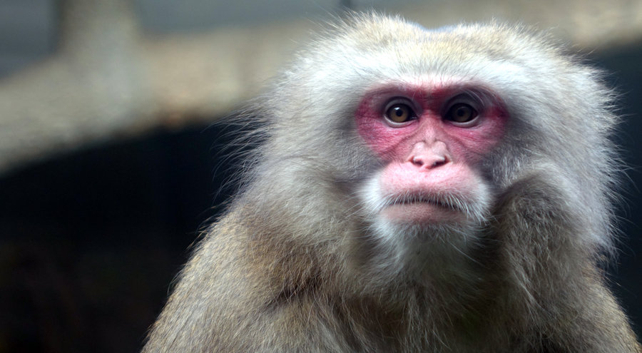 点击大图看下一张：不同的猴子不同的生活