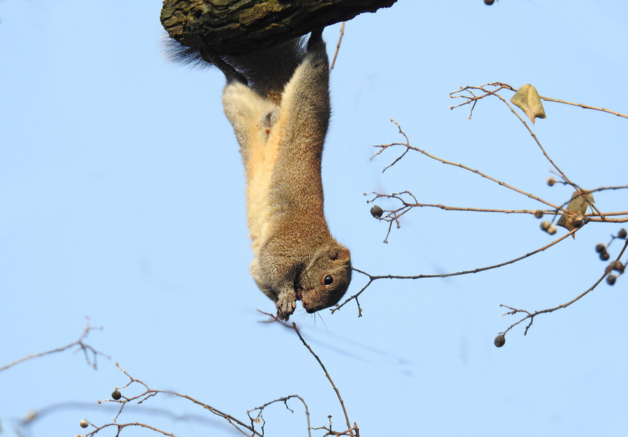 点击大图看下一张：高树上的松鼠
