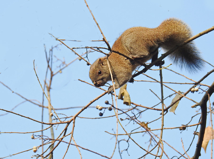 点击大图看下一张：高树上的松鼠