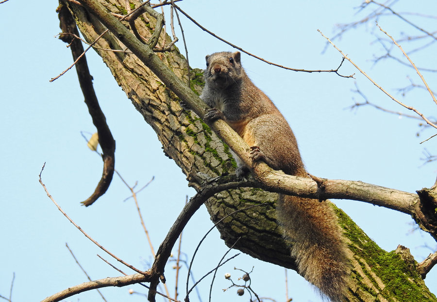 点击大图看下一张：高树上的松鼠