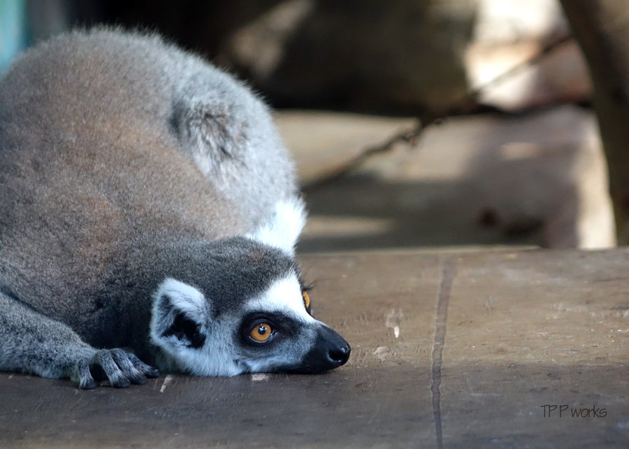 点击大图看下一张：烤火的环尾狐猴