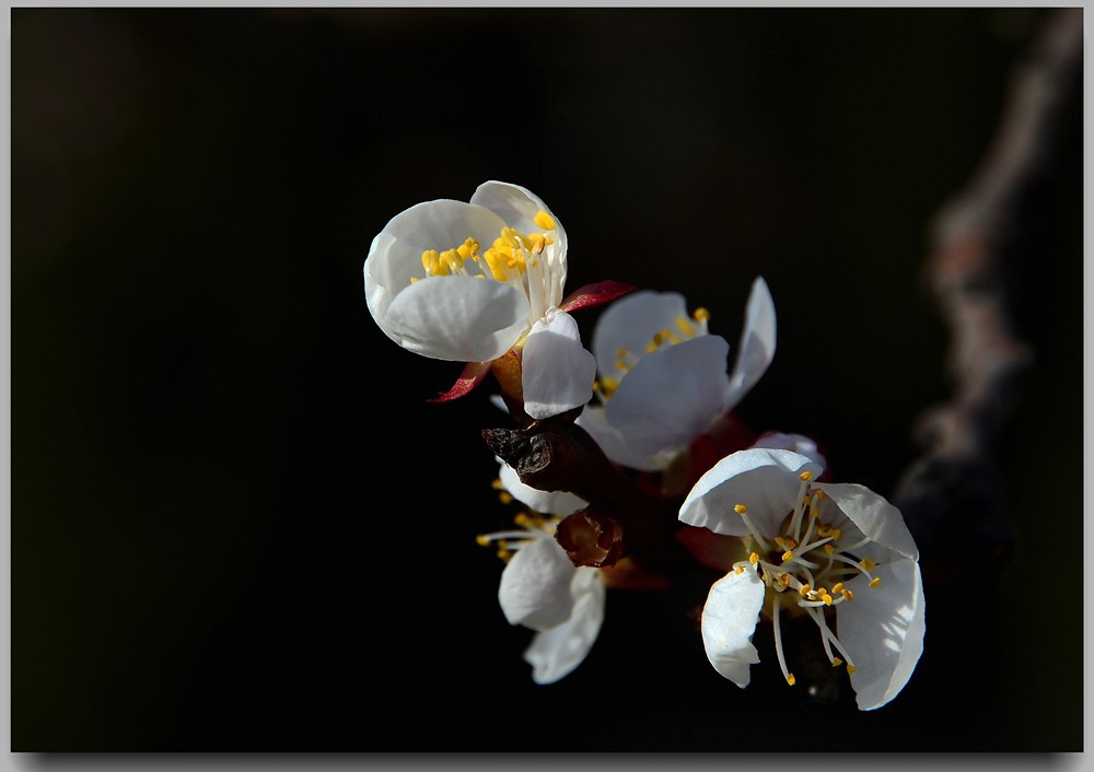 点击大图看下一张：春风入园杏花白