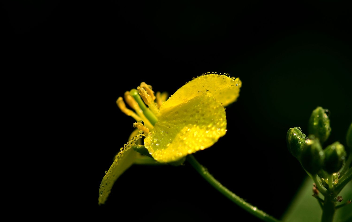 点击大图看下一张：油菜花正黄