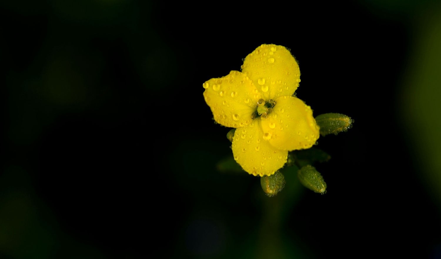 点击大图看下一张：油菜花正黄