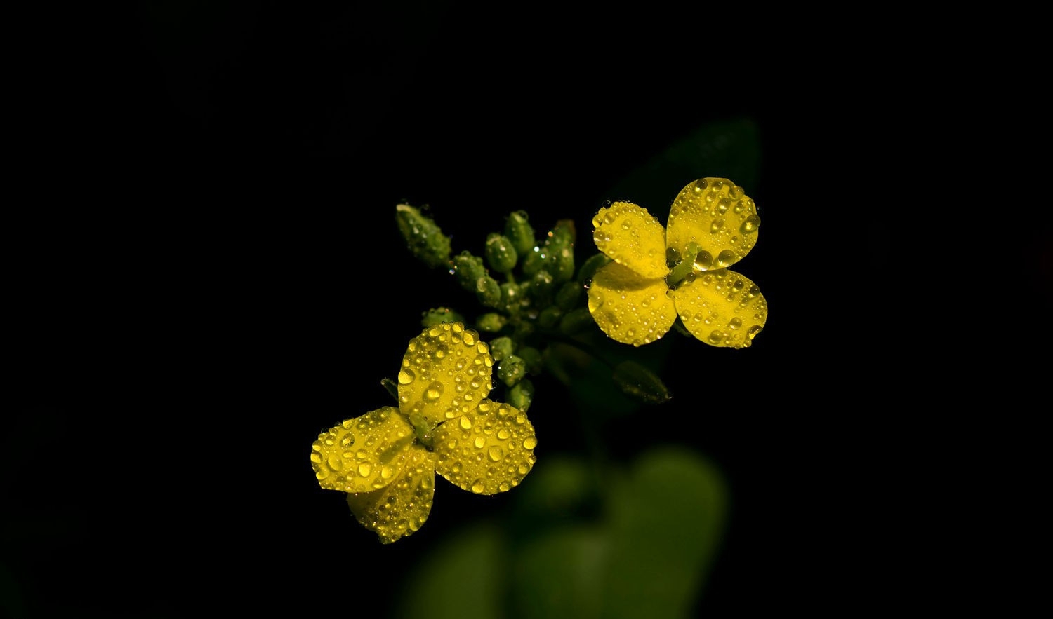 点击大图看下一张：油菜花正黄