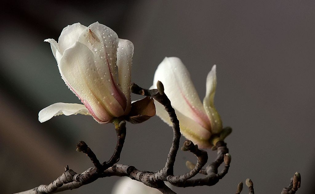 点击大图看下一张：早春玉兰花