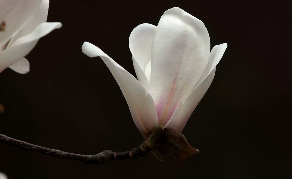 点击大图看下一张：早春玉兰花