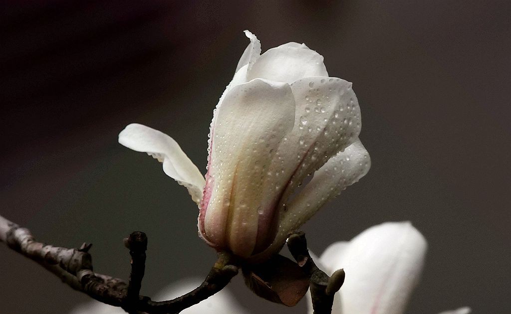 点击大图看下一张：早春玉兰花