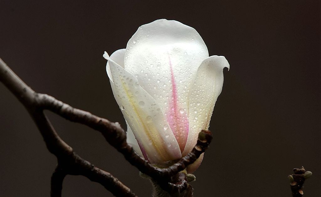 点击大图看下一张：早春玉兰花